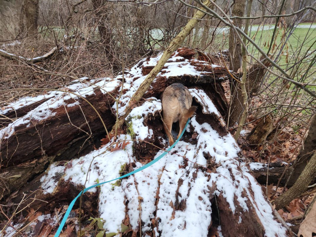 The Top 10 Coolest Dog Breed Mixes for 2021