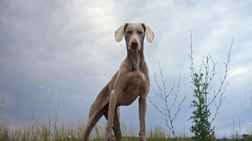 Identifying Great Dane Look Alikes: An In-depth Analysis