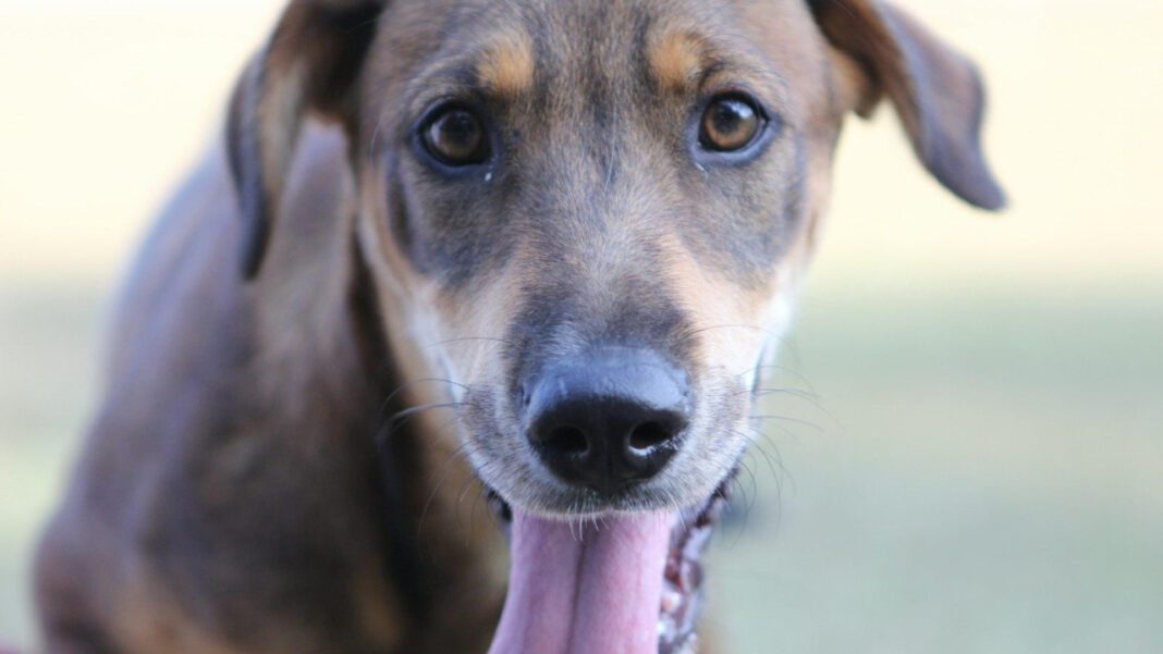 The Top 10 Cutest Puppy Mixes You Need to See