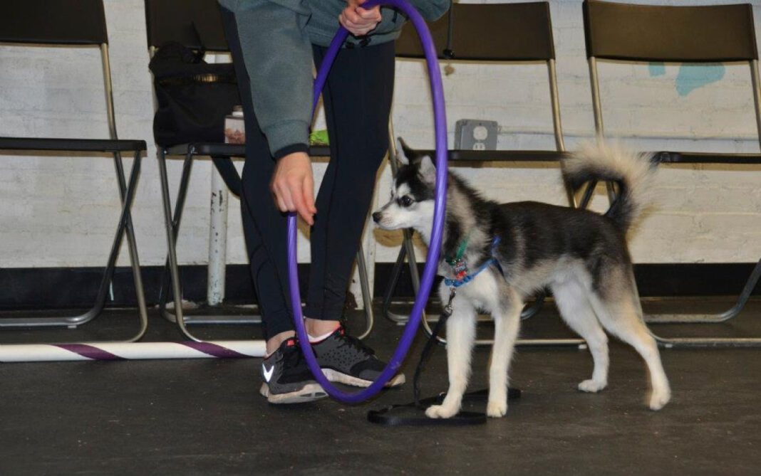 Mastering Leash Training: A Comprehensive Guide for Dog Owners