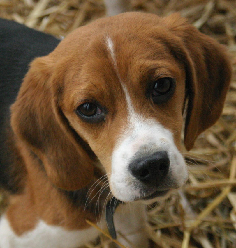 Are Beagles Good with Cats? Expert Analysis and Tips