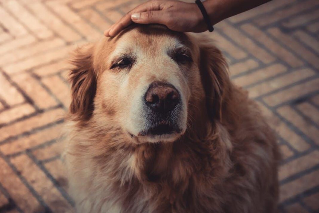 Old Dog and New Puppy: Navigating the Challenges of Introducing a Young Companion