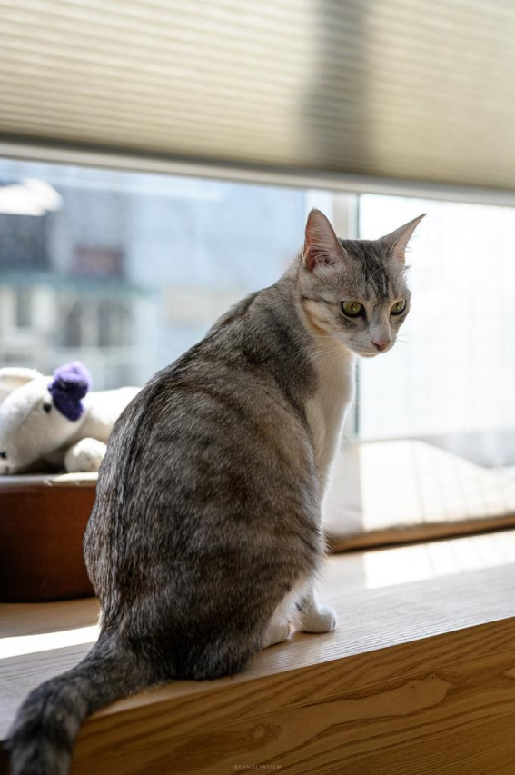 Essential Benefits of Cat Dental Water Additive