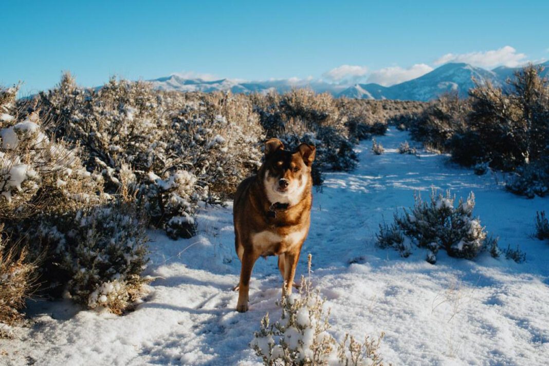 Will Dog Whiskers Regrow? The Truth Revealed