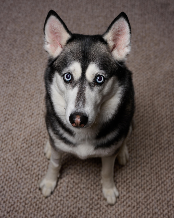 Ultimate Guide to Dog Dental Chew Toys: Benefits and Best Options