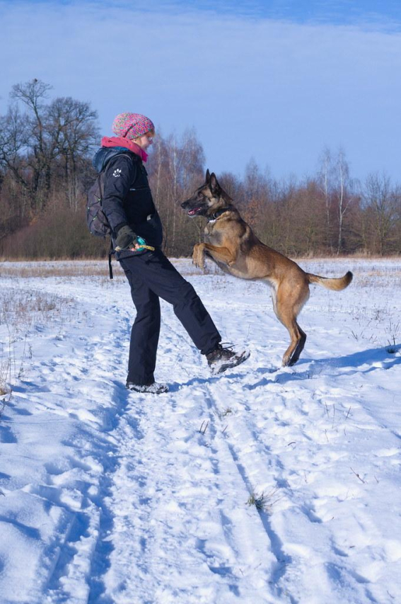 Unraveling the Truth: Do Belgian Malinois Shed