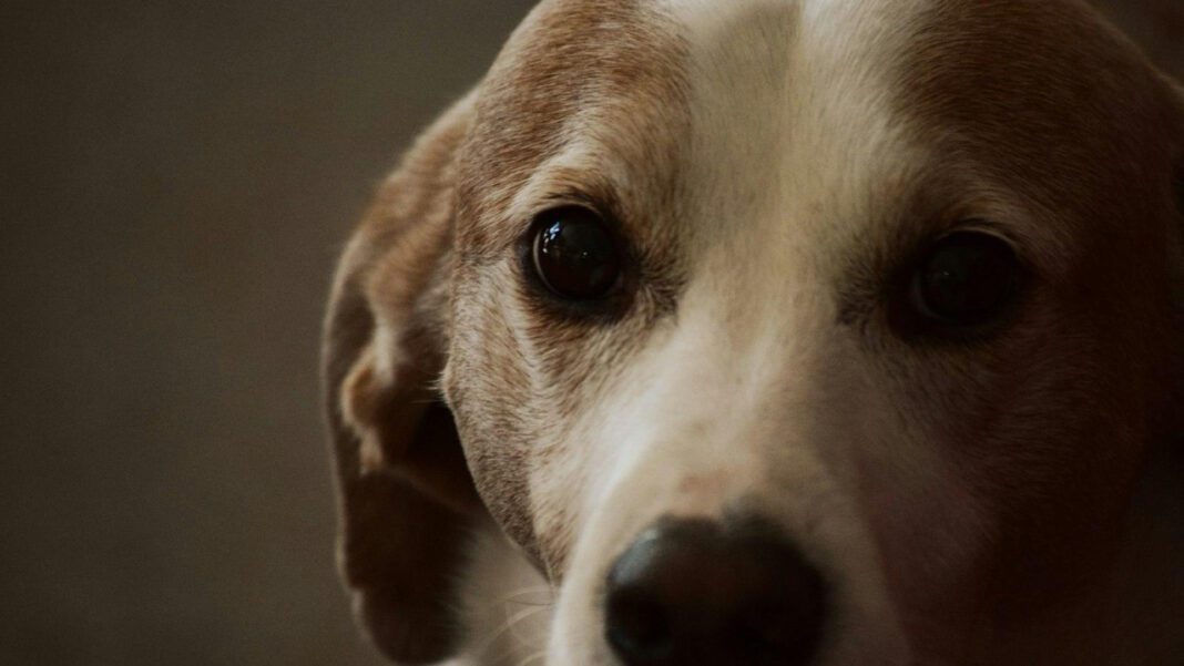 Effective Old Dog Warts Treatment: Essential Solutions