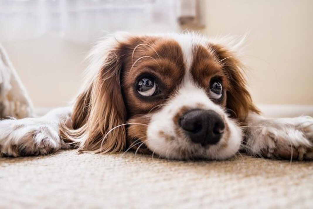 Can Dogs Taste Their Food? Exploring Canine Taste Perception