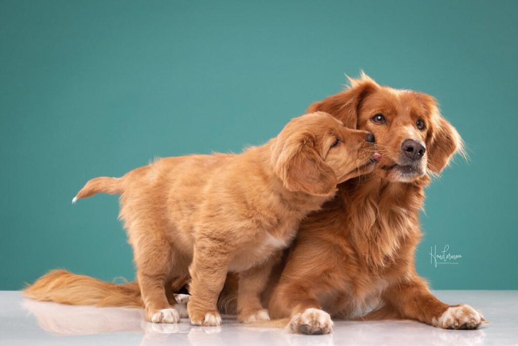 The Science Behind Dogs That Smile: Understanding Canine Facial Expressions
