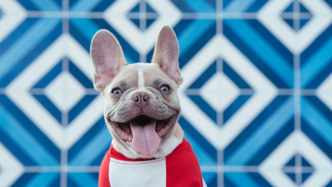 The Importance of Understanding Your Dog’s Premolar Teeth