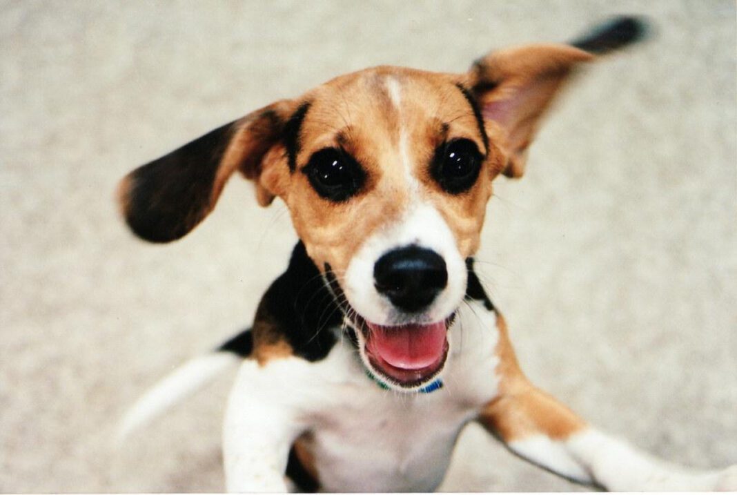 The Ultimate Puppy Checklist PDF: Your Complete Guide