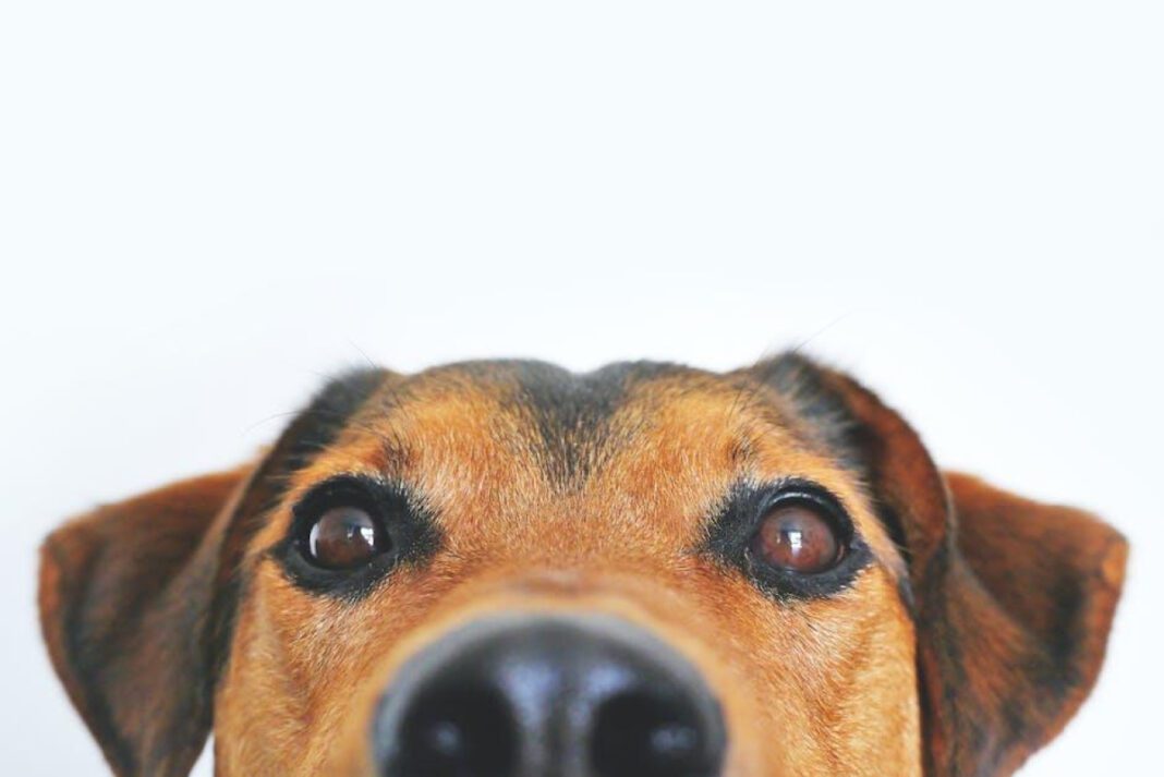 Dog vs Human Mouth: The Truth Exposed