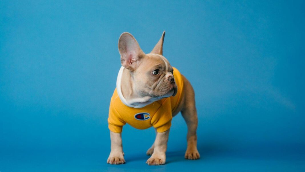 Do Dogs Have the Ability to Taste Water? Exploring Canine Sensory Perception