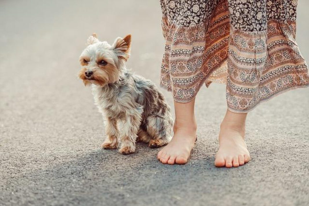 The Origins of Yorkshire Terrier: Uncovering Their History