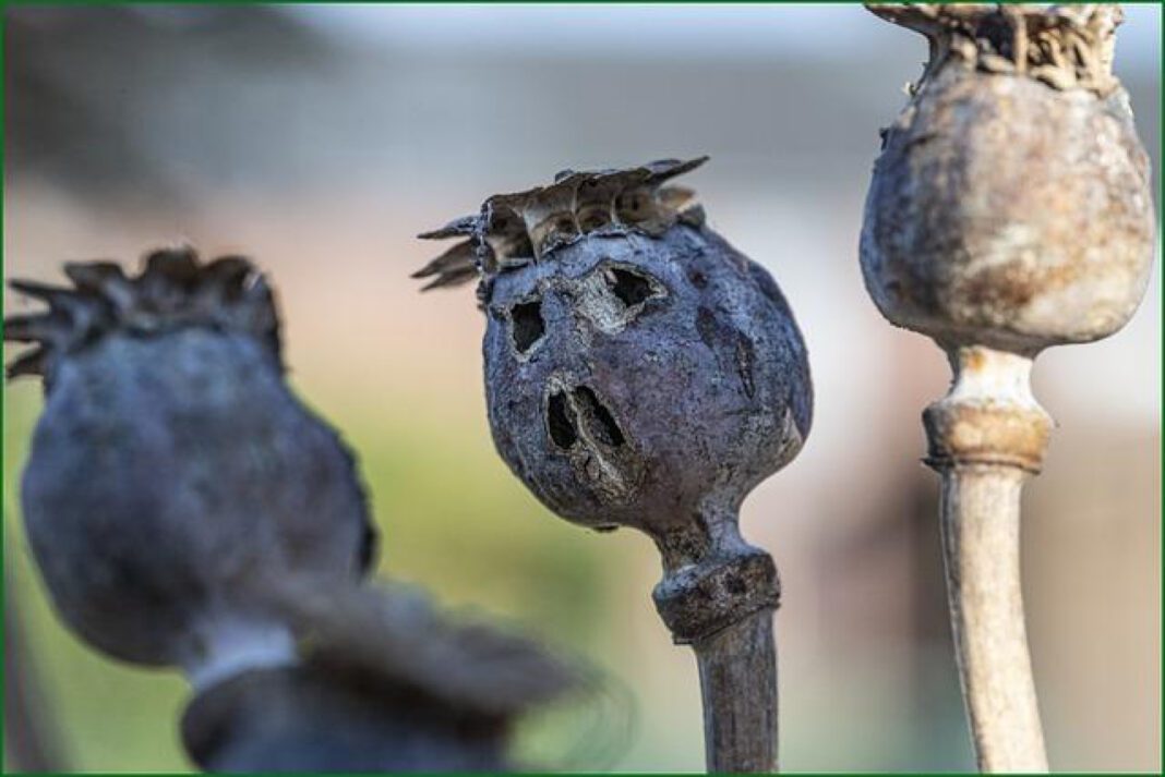 The resemblance between Margot Robbie and her doppelganger