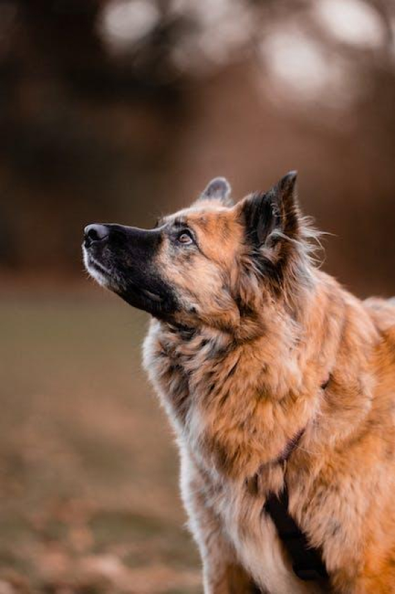 Top Big Brown Dog Breeds: A Comprehensive Guide
