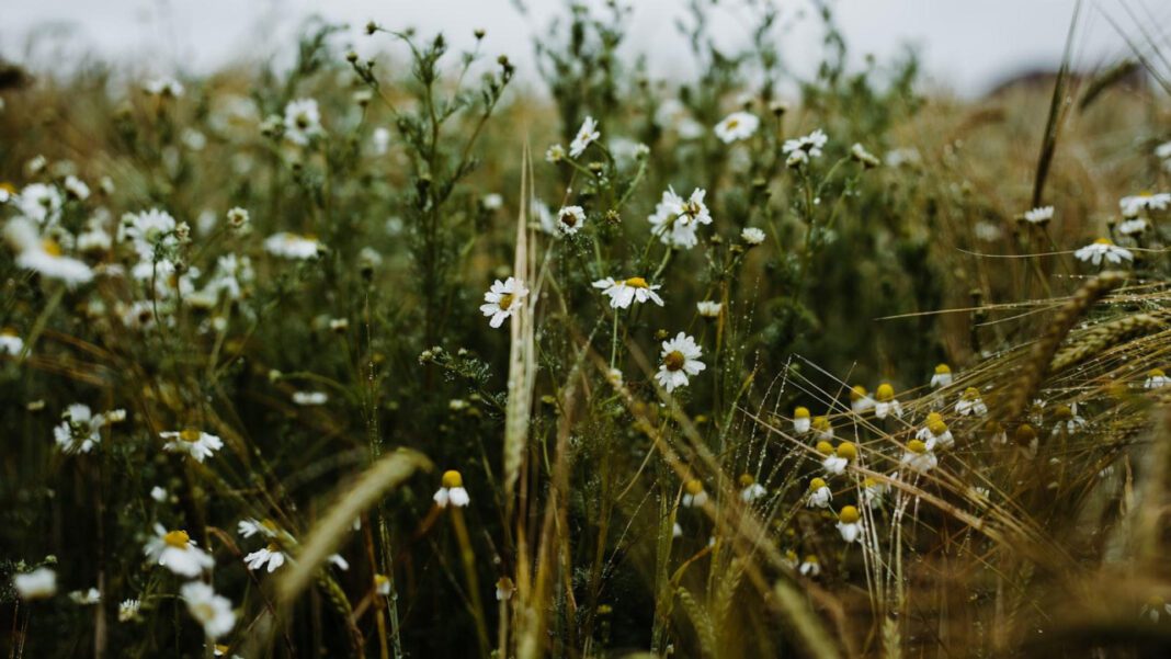 Get Ready to Celebrate National Upsy Daisy Day!