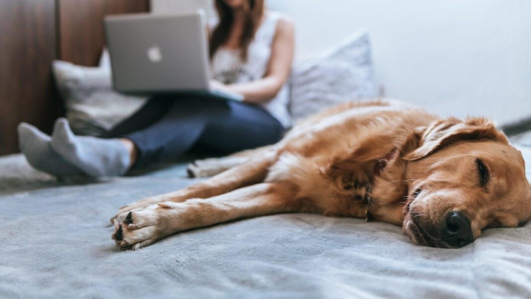 Ultimate Guide: Top 10 Smallest Dog Breeds Revealed