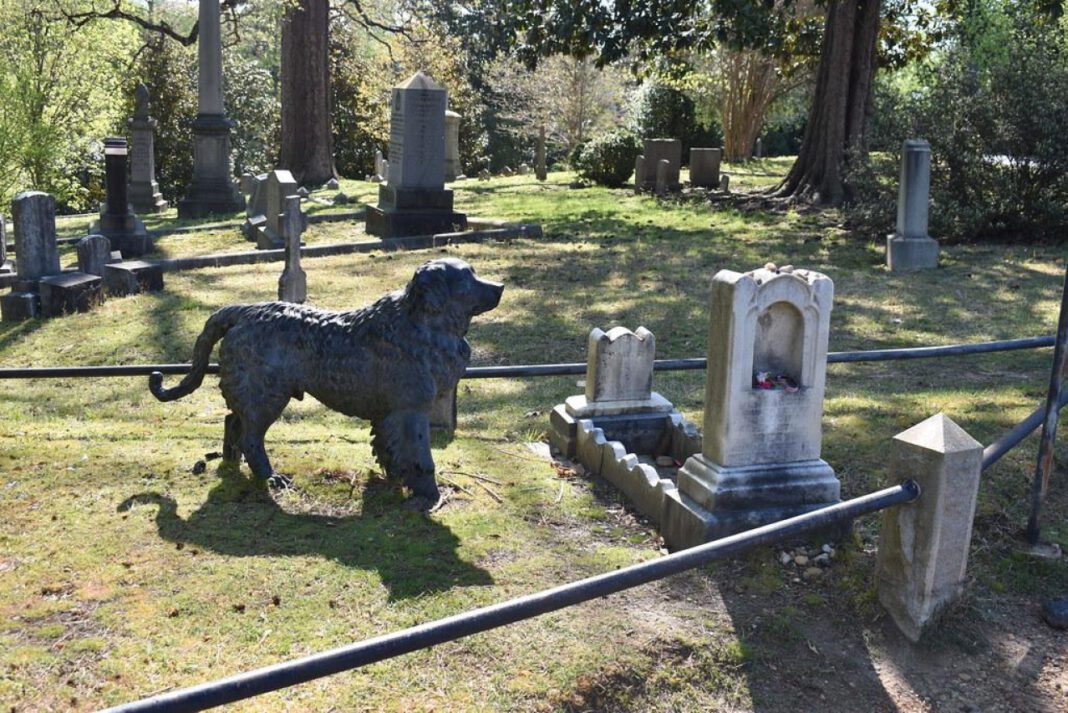 Canine and Feline Coexistence: Will Your Dog and Cat Ever Get Along