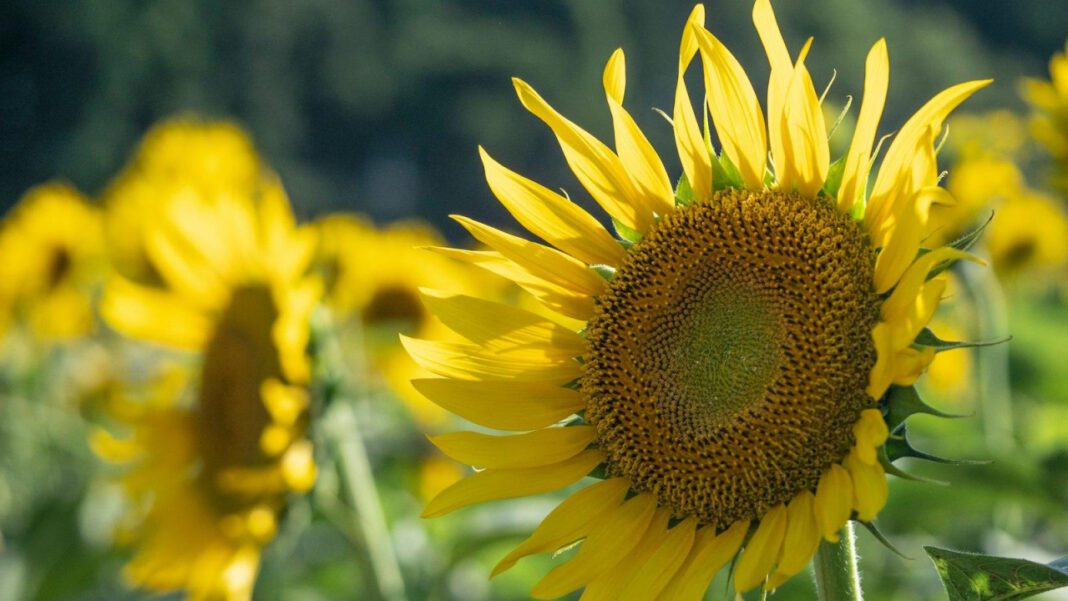 August National Holidays: Celebrate with These Epic Events!