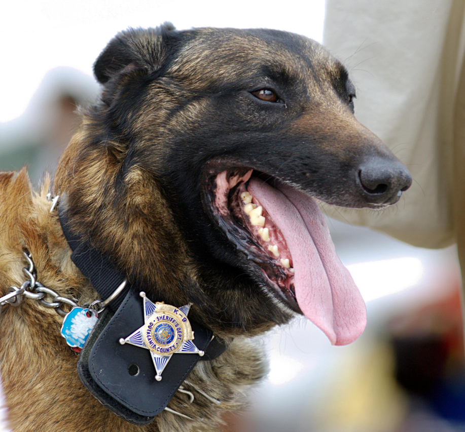 Analyzing Police Dog Breeds: Identifying the Most Common K-9 Partners