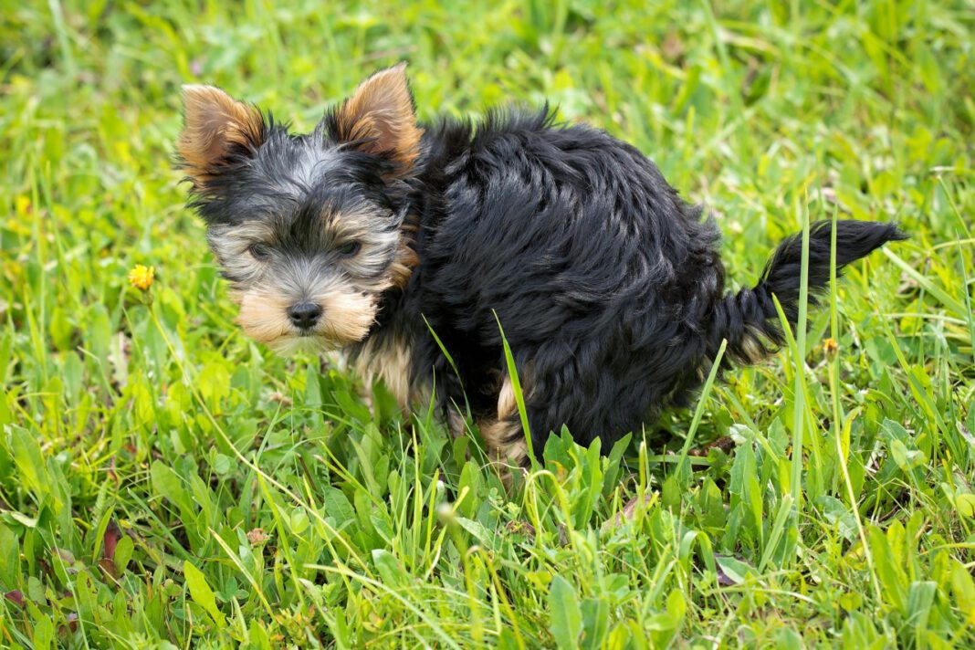 Top Small Breed Puppies: The Ultimate Guide