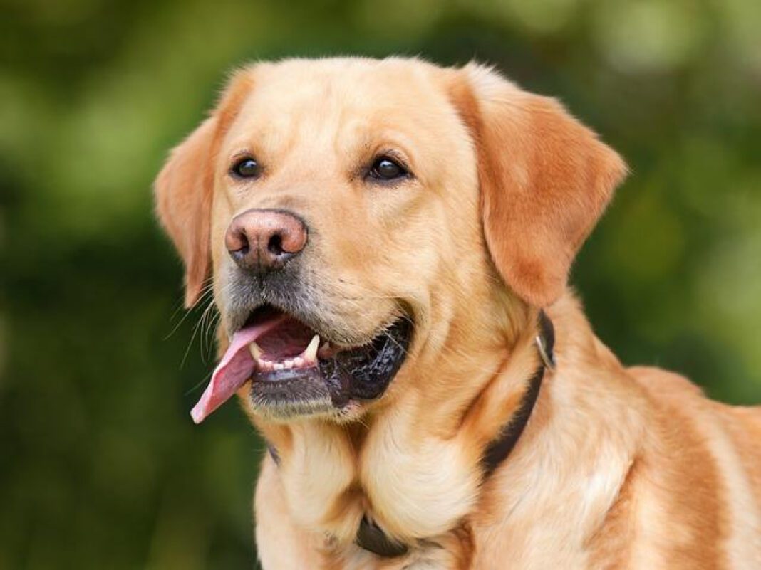 The Origins of Labradors: Uncovering Their Ancestral Roots