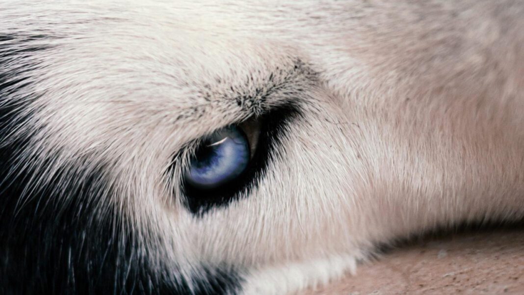 The Top 10 Rarest Dogs in the World: A Comprehensive Guide