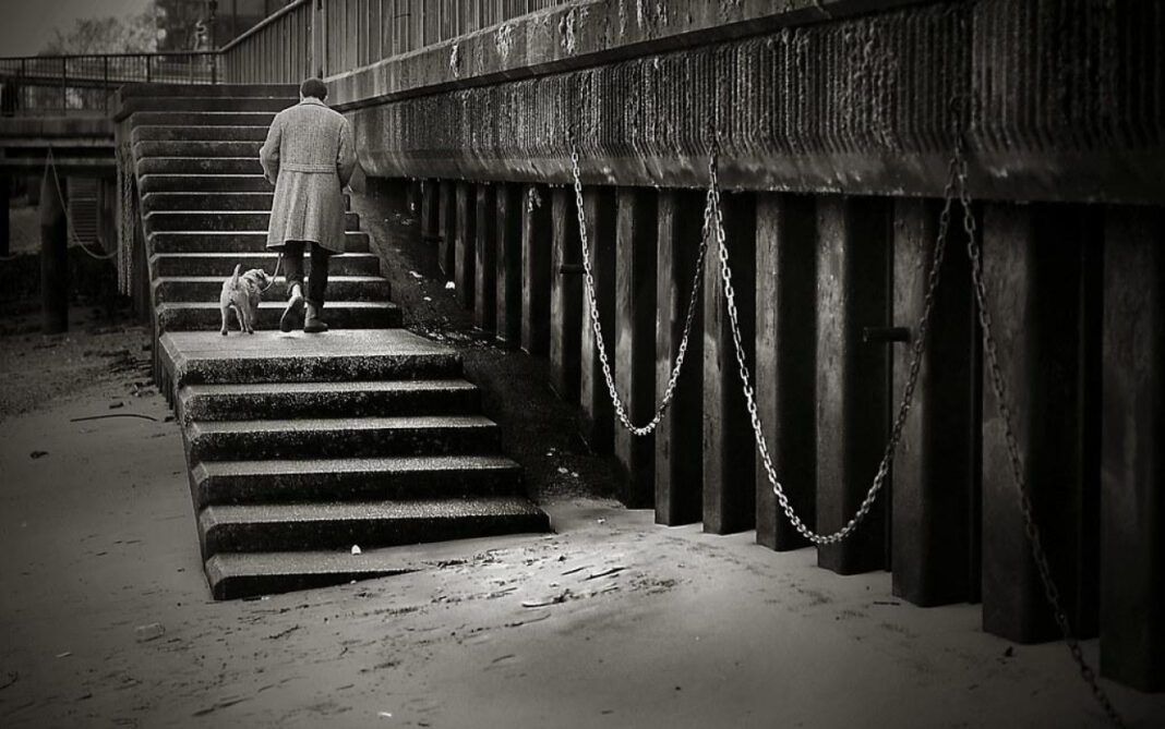 Decoding Canine Comprehension: How Dogs Understand Words