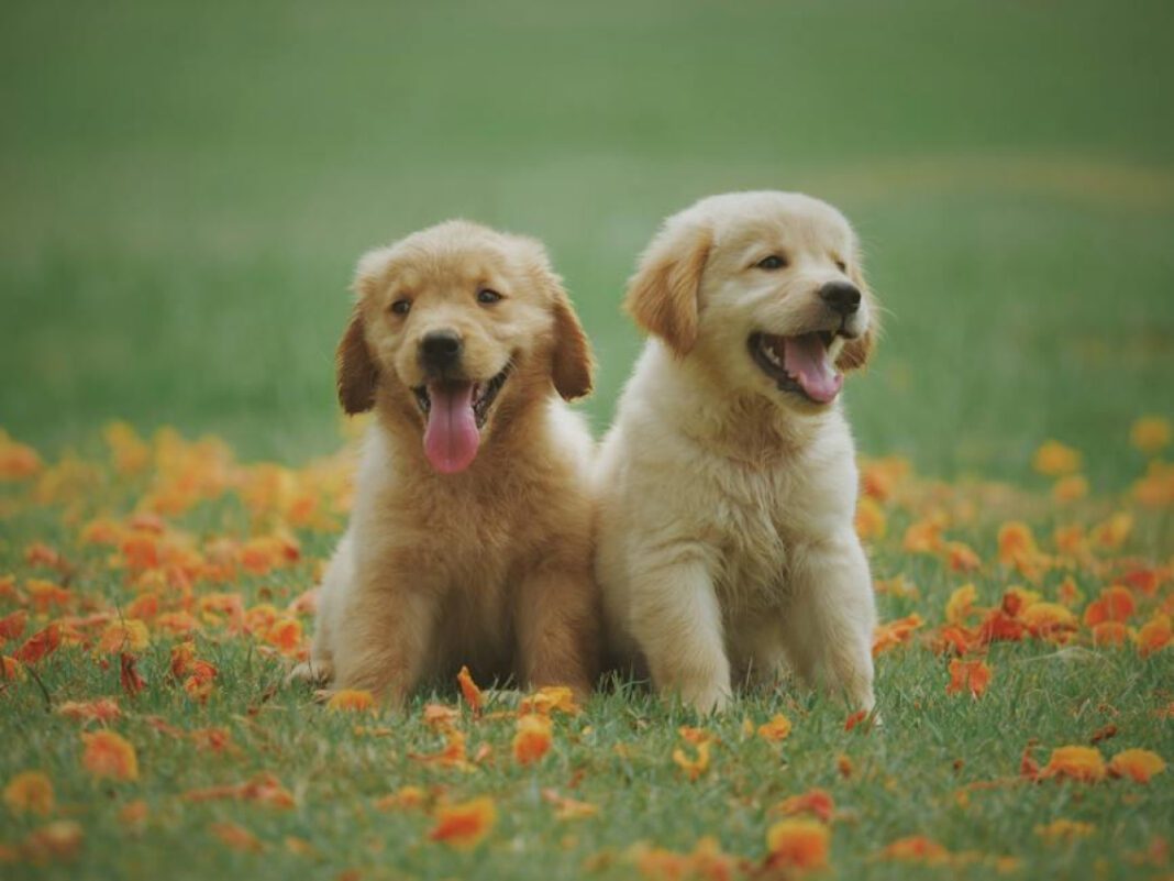 The Oldest Dog Breeds: Uncovering Canine History