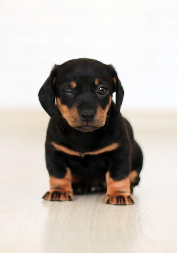 Dogs and Warts: Causes, Treatment, and Prevention