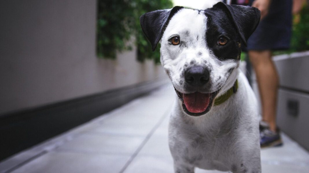National Dog Week 2024: Celebrating our Canine Companions