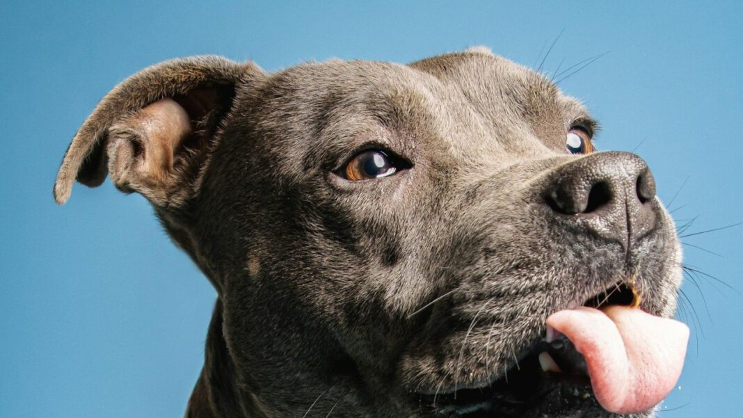 Black Labs and Cats: Analyzing Their Compatibility