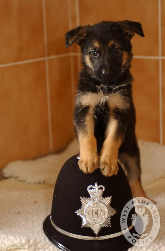 Exploring the Diverse Roles of Police Dogs