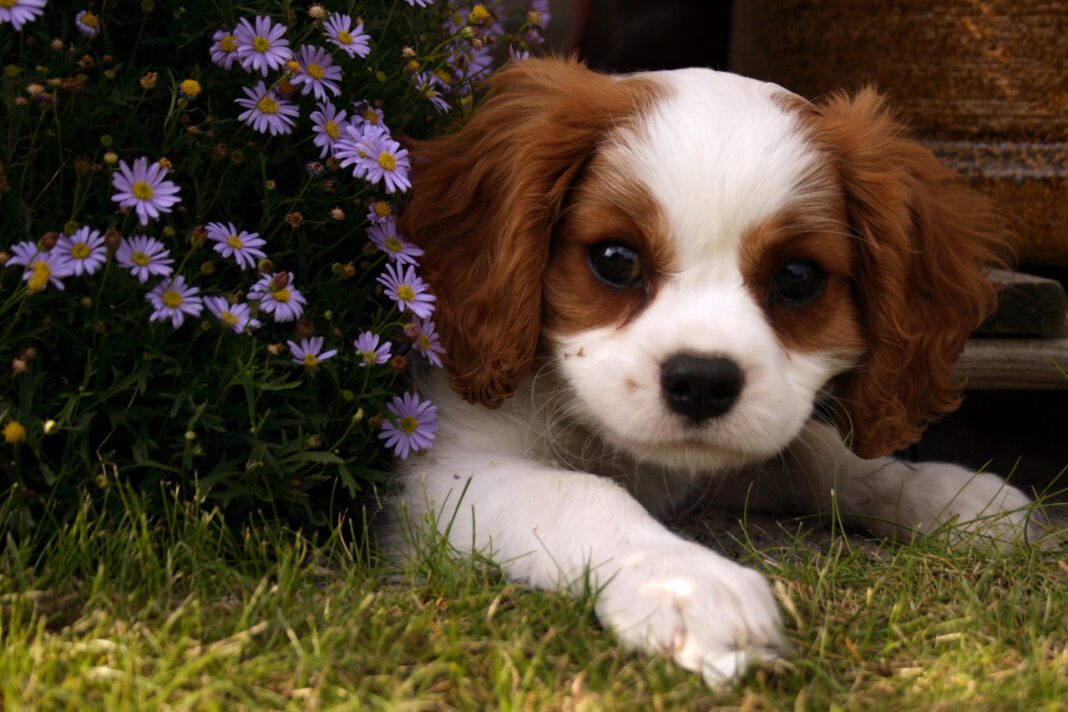 Why Do Dogs Love Squeaky Toys? Exploring the Canine Fascination