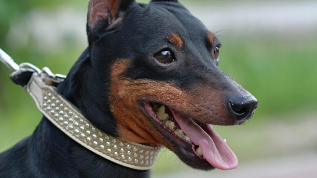 The Lifespan of Dobermans: Factors That Affect Their Longevity