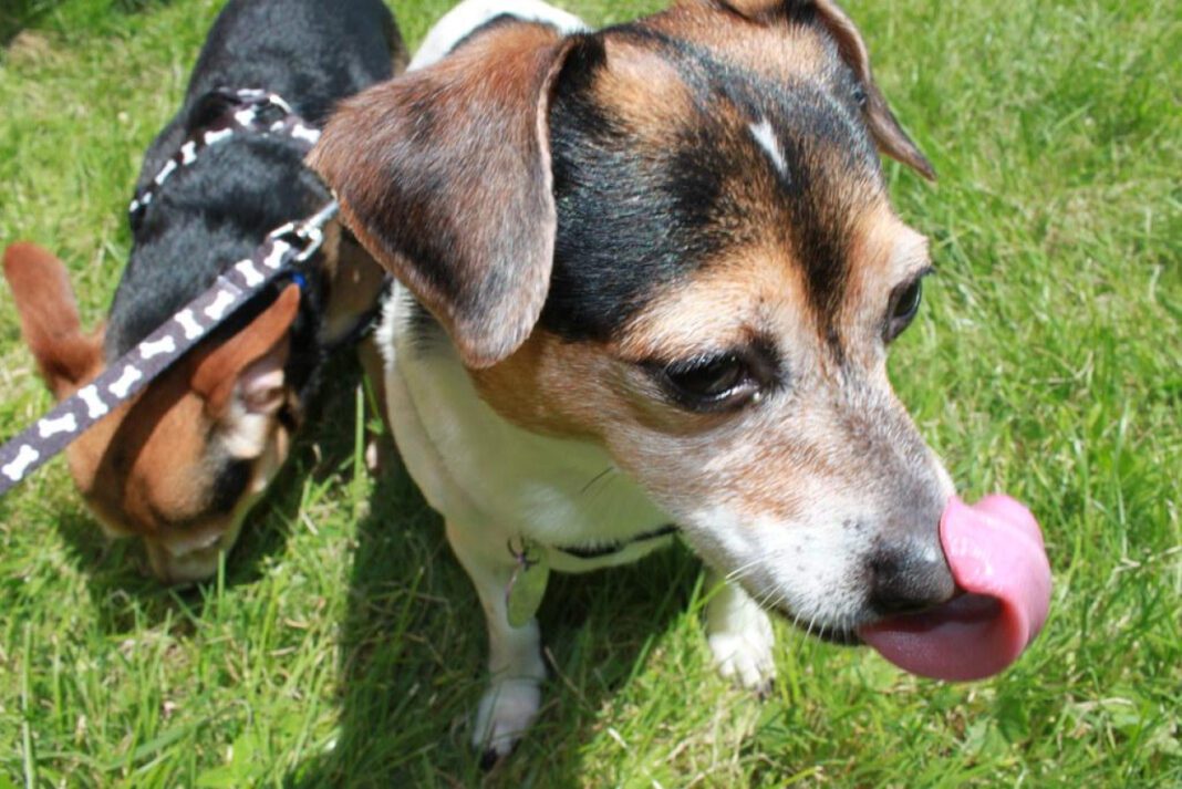 Effective Methods to Stop Excessive Dog Licking