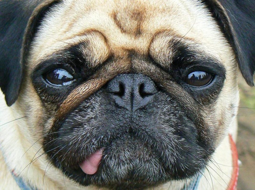The Importance of Dog Whiskers: Understanding Their Role and Function