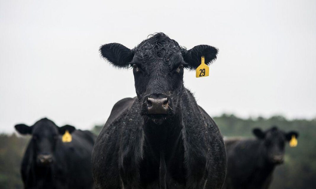 Get ready to celebrate National Black Cow Day!