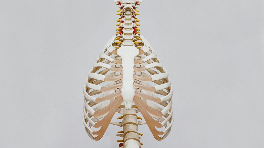 The Anatomy of a Dog Tooth: A Detailed Look