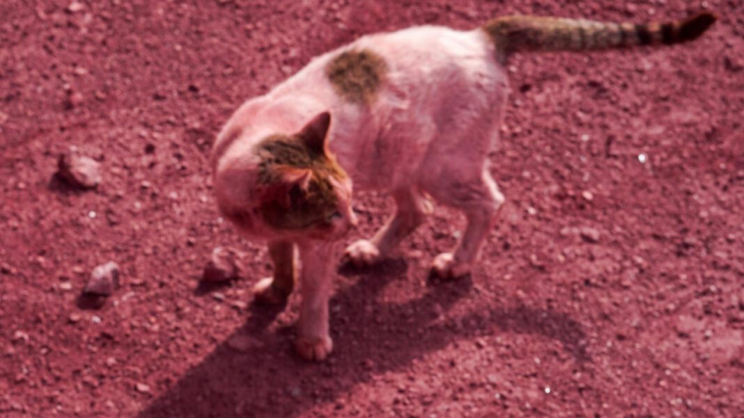 The Fascinating World of Golden Retriever Cats: A Comprehensive Guide