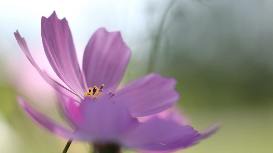 Unlock the Mysteries of July: What You Need to Know