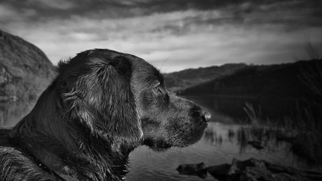 Pup Quiz: Testing Canine Knowledge in a Fun and Engaging Way