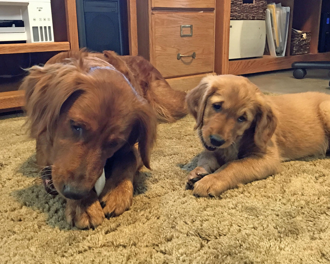 Nyla.bone: Analyzing the Benefits and Effectiveness of this Dog Chew Toy