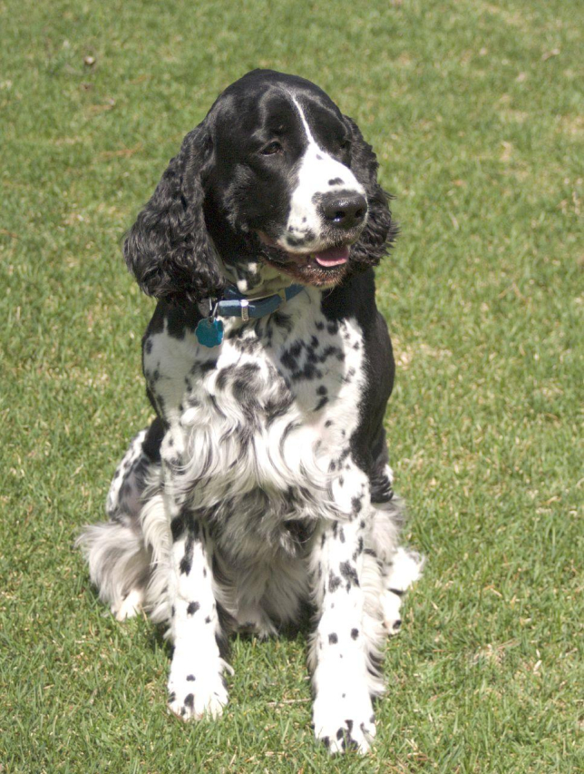Analyzing the Ideal English Springer Spaniel Size for Optimal Health