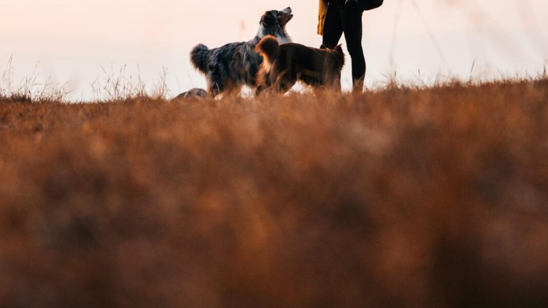 The Power of Dogs’ Song: An Analytical Look