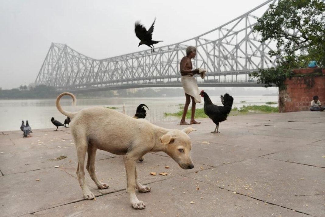 Puppy Proofing: Essential Tips to Protect Your Home and Your Pet