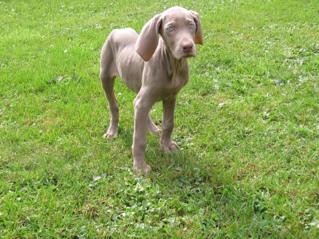 The Ultimate Guide to German Weimaraner: History, Temperament, and Care