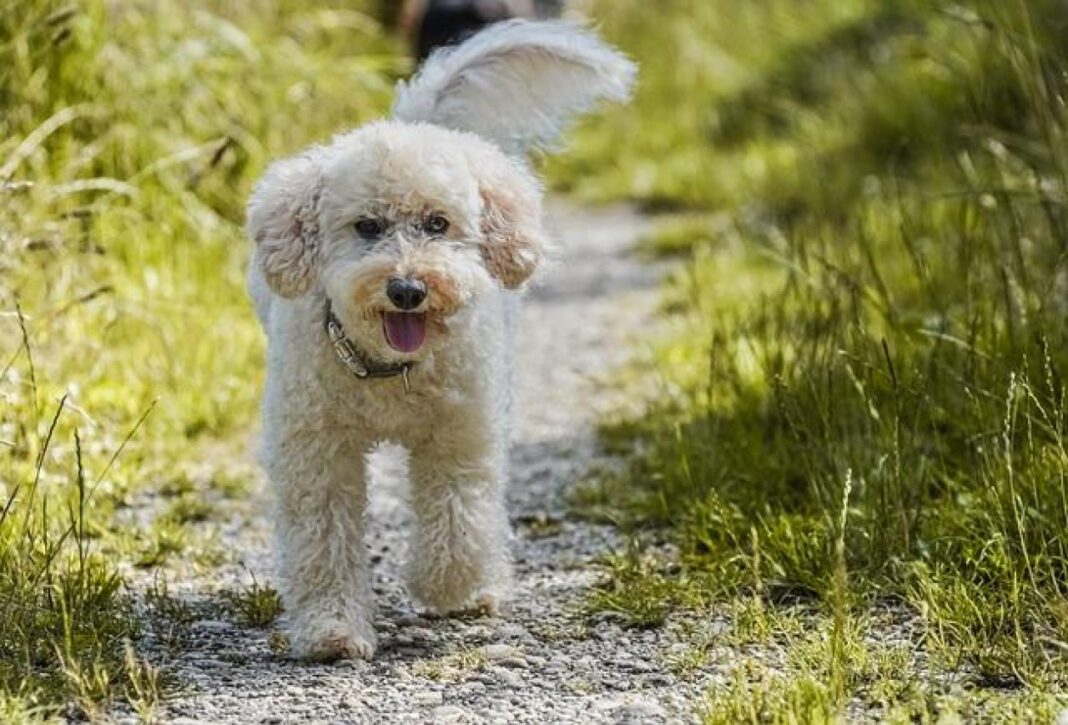 Origin of the Poodle: Unveiling Its Fascinating Origins