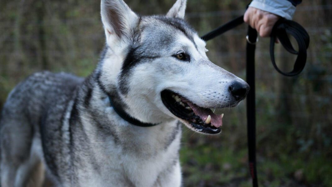 Understanding Canine Intelligence: How Much Do Dogs Comprehend